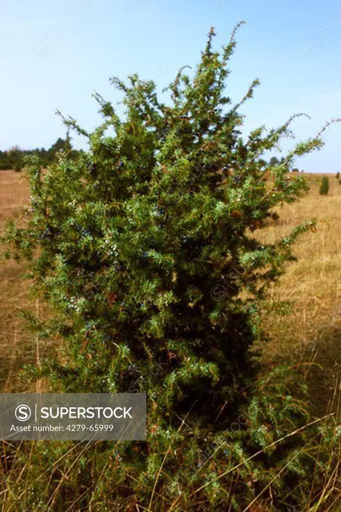DEU, 2001: Common Juniper (Juniperus communis), single bush on heath land.