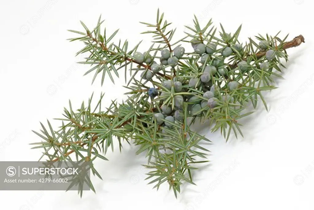 DEU, 2007: Common Juniper (Juniperus communis), twig with berries, studio picture.