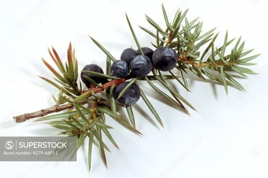 DEU, 2004: Common Juniper (Juniperus communis), twig with berries, studio picture.