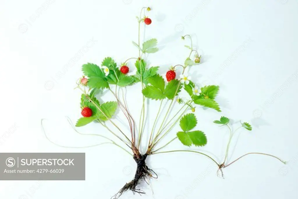 DEU, 2006: Wild Strawberry, Woodland Strawberry, Alpine Strawberry (Fragaria vesca), flowering plant with ripe berries, studio picture.