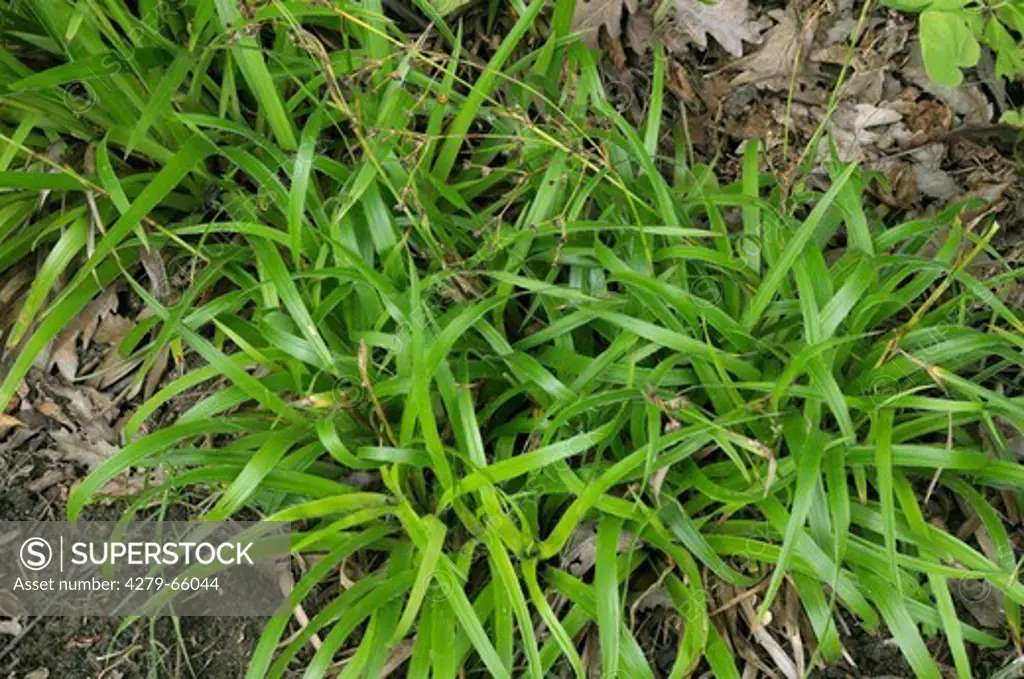 DEU, 2008: Great Wood Rush (Luzula sylvatica).