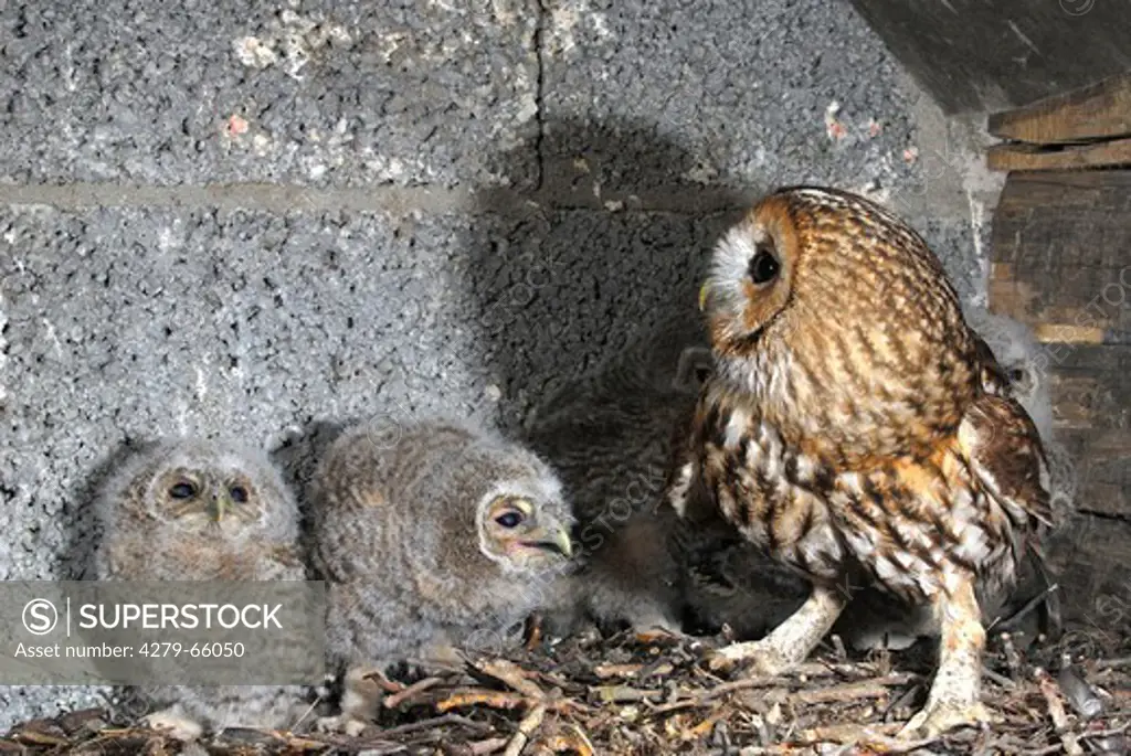 DEU, 2007: Tawny Owl (Strix aluco), adult with chicks in nest.