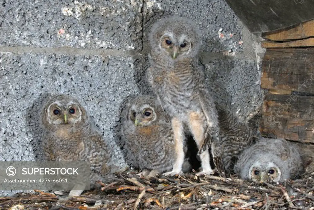 DEU, 2007: Tawny Owl (Strix aluco), chicks in nest.