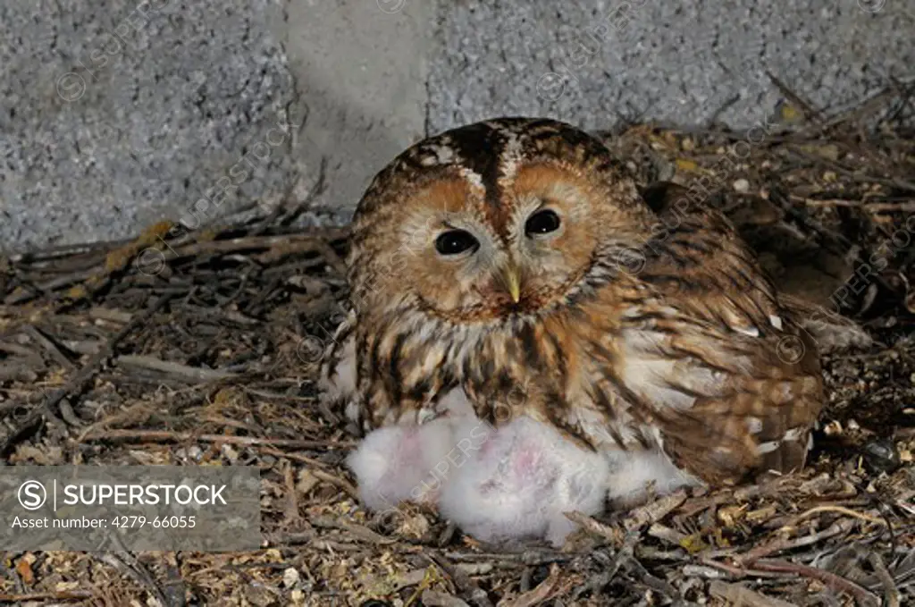 DEU, 2008: Tawny Owl (Strix aluco), female warming chicks.