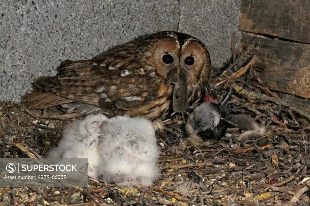 DEU, 2008: Tawny Owl (Strix aluco). Female with mouse in its beak at nest.