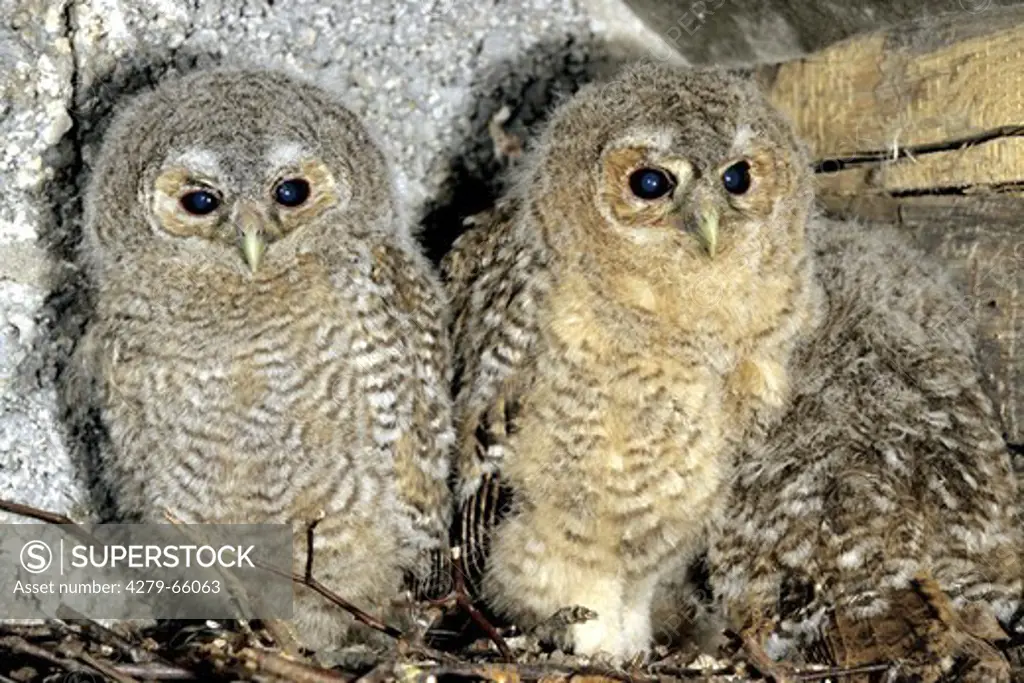 DEU, 2005: Tawny Owl (Strix aluco), chicks on nest.