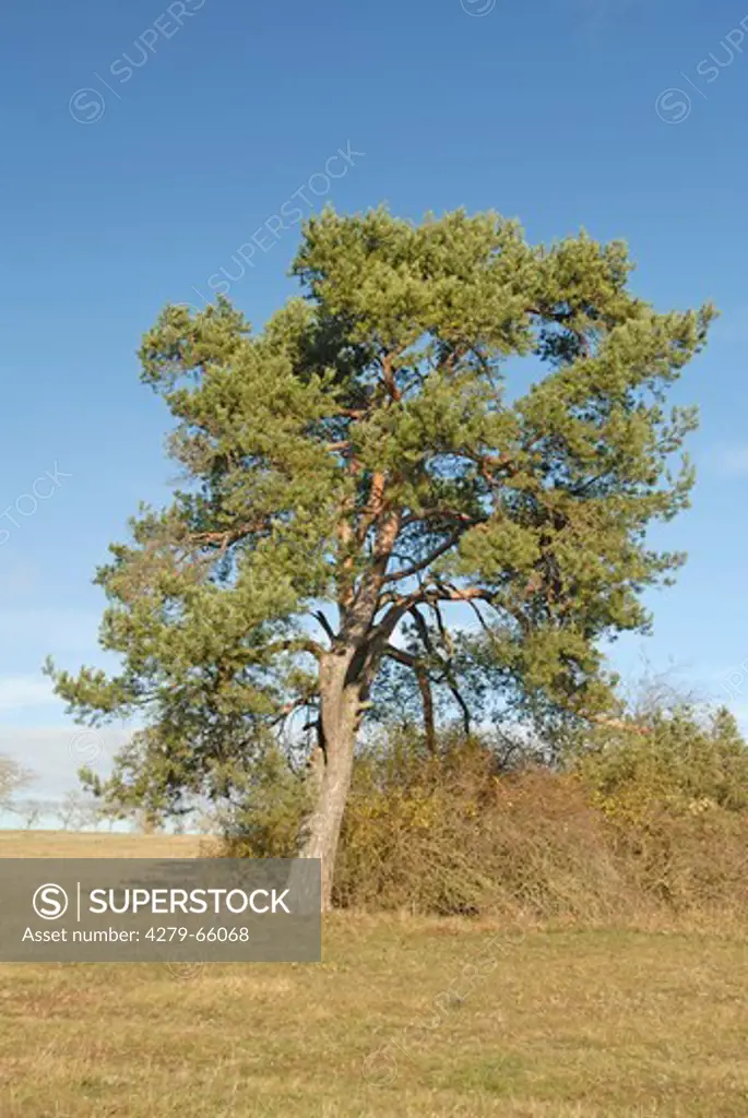 DEU, 2006: Scots Pine (Pinus sylvestris), solitary tree.