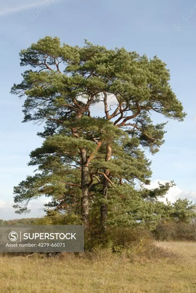 DEU, 2006: Scots Pine (Pinus sylvestris), solitary tree.