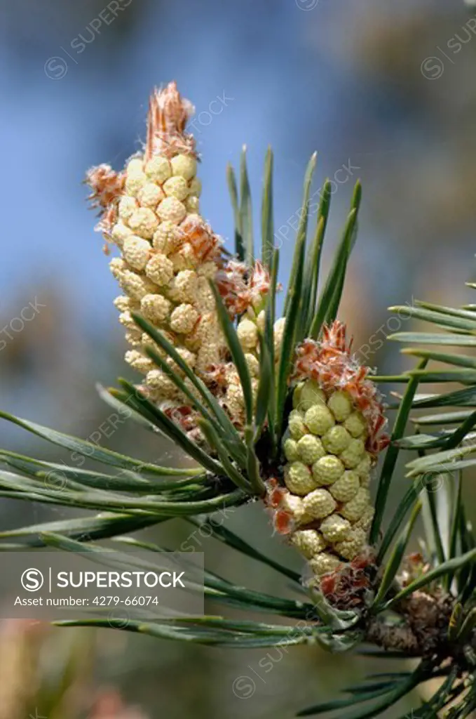 DEU, 2007: Scots Pine (Pinus sylvestris), male flowers.