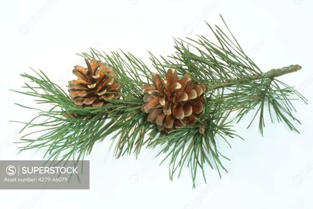 DEU, 2004: Scots Pine (Pinus sylvestris), twig with cones, studio picture.