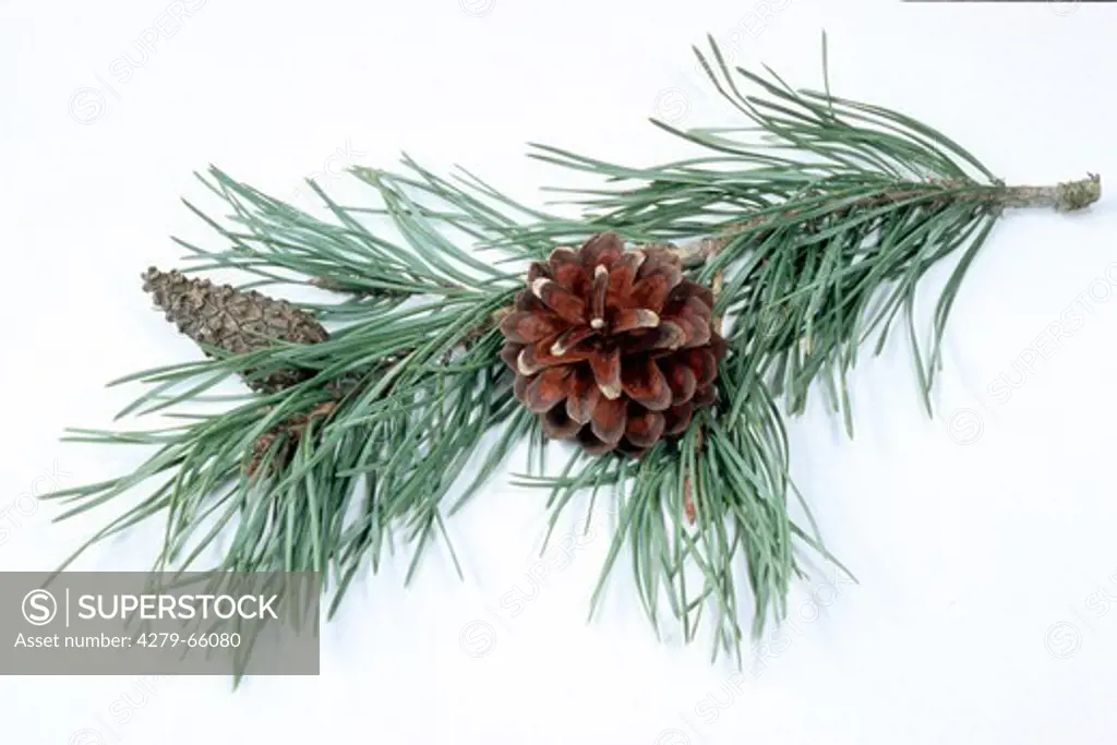 DEU, 2004: Scots Pine (Pinus silvestris, Pinus sylvestris), twig with cones, studio picture.