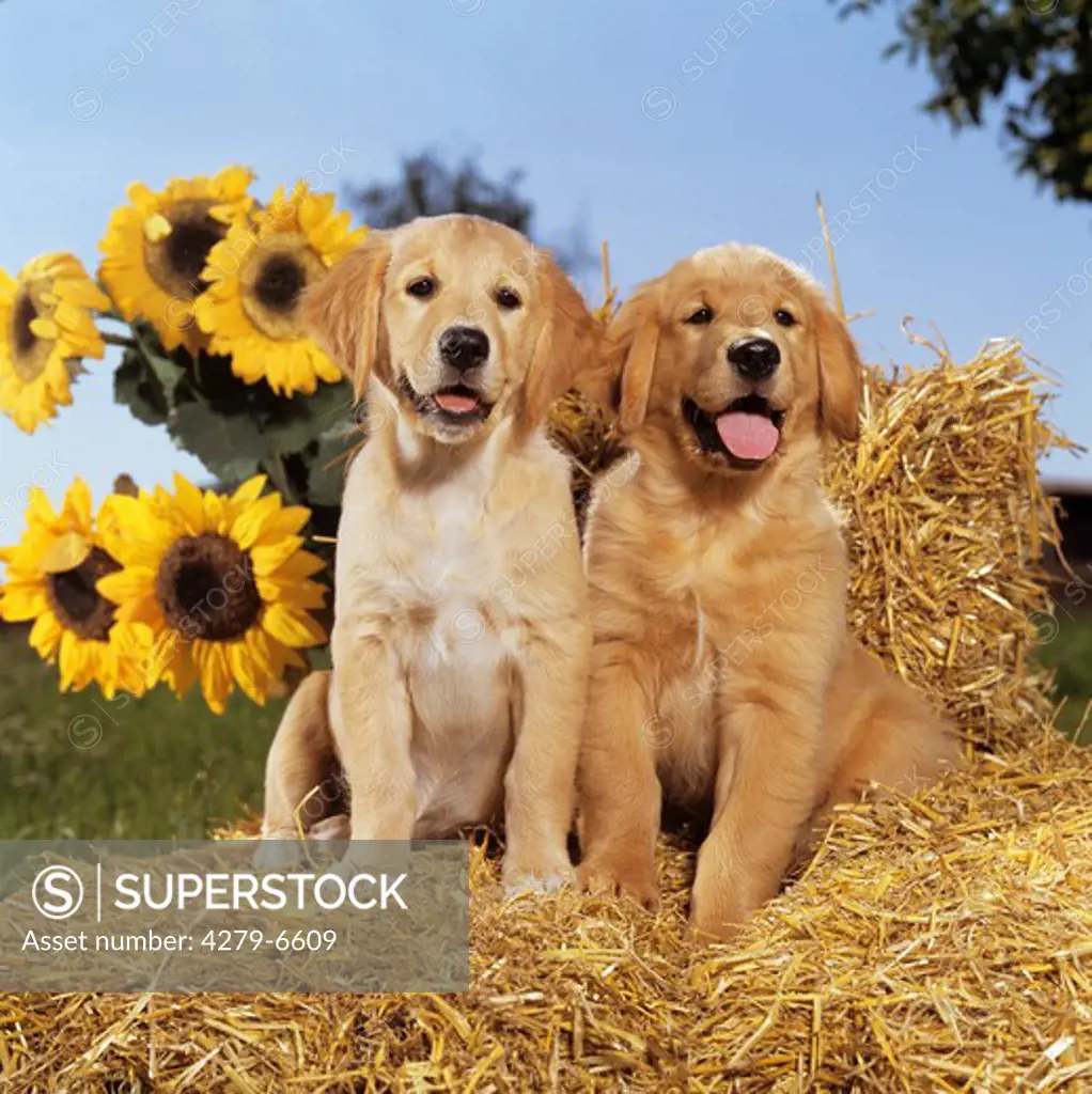two golden retriever puppies - sitting on straw