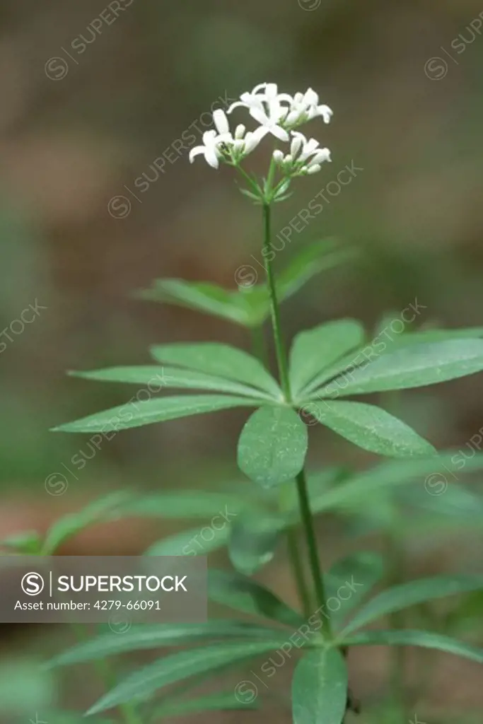 DEU, 2004: Sweet Woodruff (Galium odoratum), flowering.