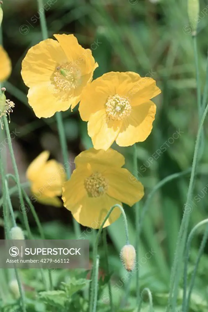DEU, 2002: Welsh Poppy (Meconopsis cambrica), flowers.