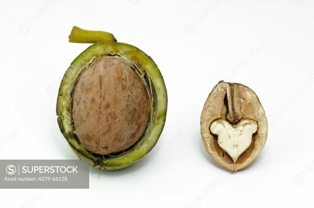 English Walnut, Persian Walnut (Juglans regia). Fruit with green husk and brown nut (left) and halved nut, studio picture