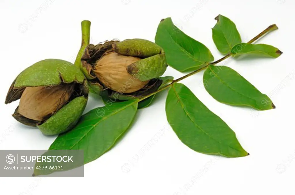 DEU, 2007: English Walnut, Persian Walnut (Juglans regia), nuts and leaf, studio picture.