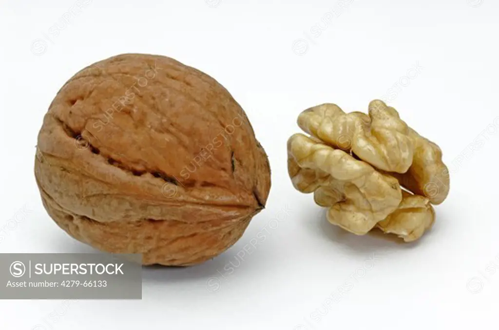 DEU, 2007: English Walnut, Persian Walnut (Juglans regia), whole nut and kernel, studio picture.