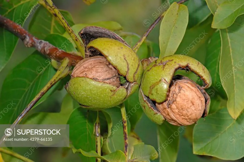 DEU, 2007: English Walnut, Persian Walnut (Juglans regia), nuts on tree.