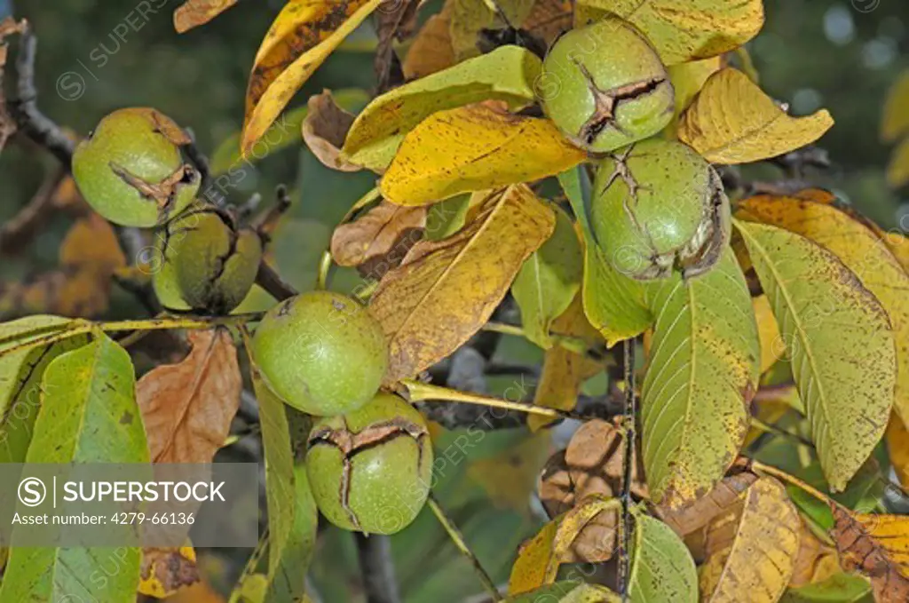 DEU, 2007: English Walnut, Persian Walnut (Juglans regia), nuts on tree.