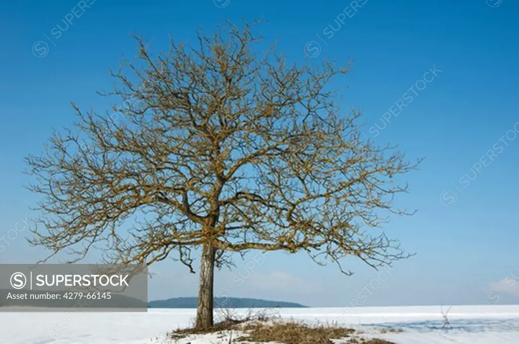 DEU, 2009: English Walnut, Persian Walnut (Juglans regia), solitary tree in winter.