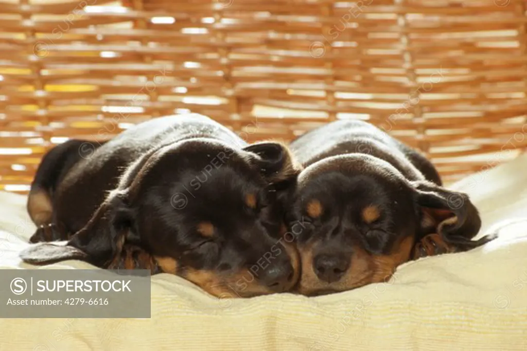 two short-haired dachshund sleeping