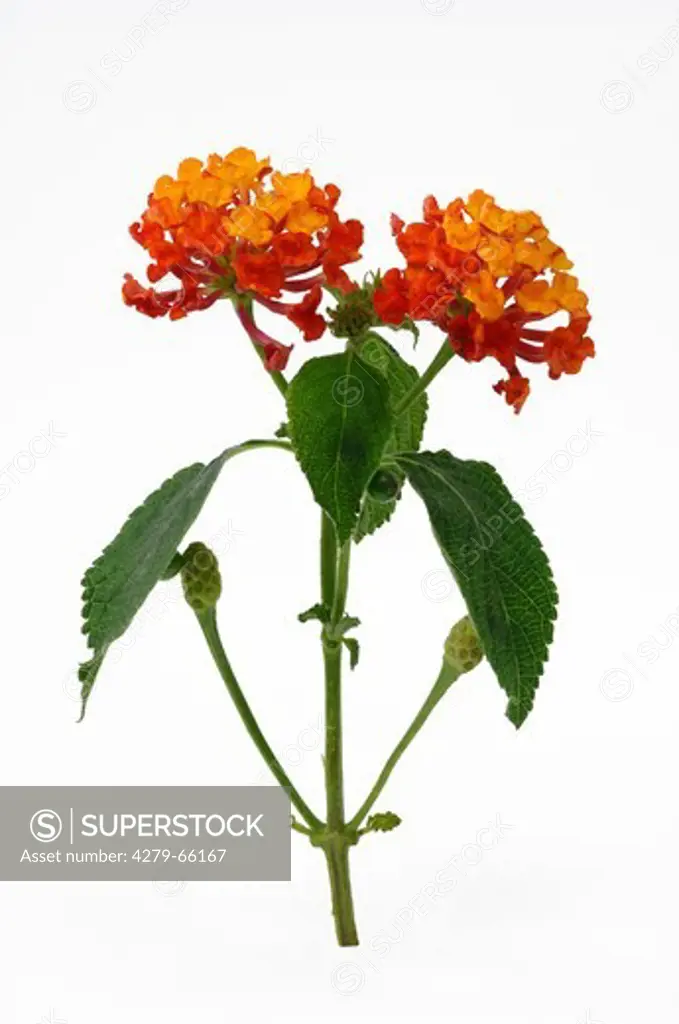 DEU, 2007: Lantana (Lantana camara), flowering stem, studio picture.