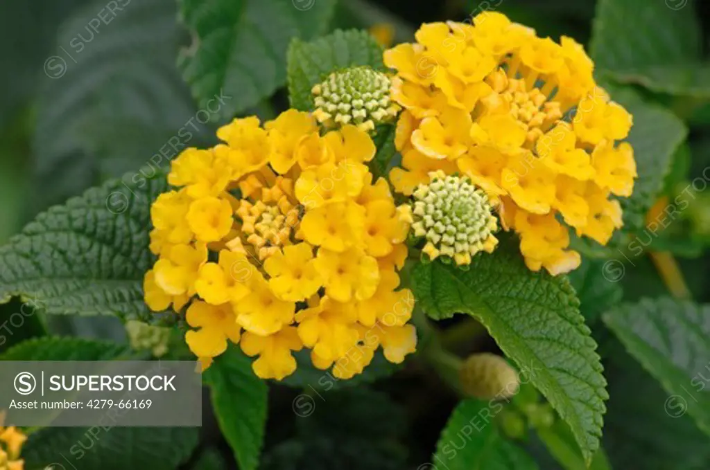 DEU, 2007: Lantana (Lantana camara), variety: Luxor Gelb Kompakt, flowering.