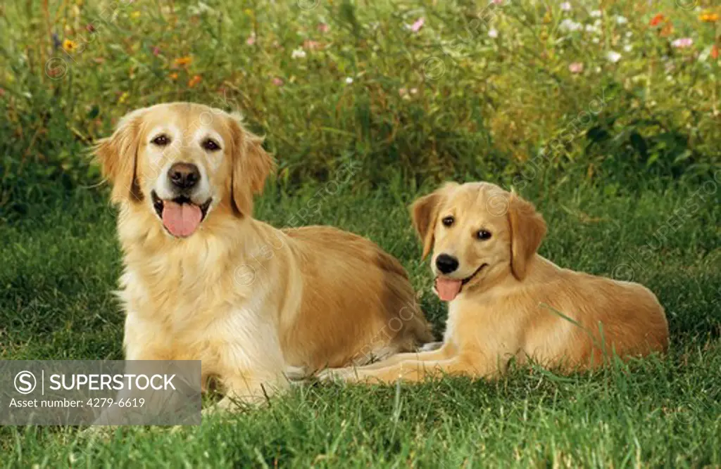 dog with puppy - lying on meadow