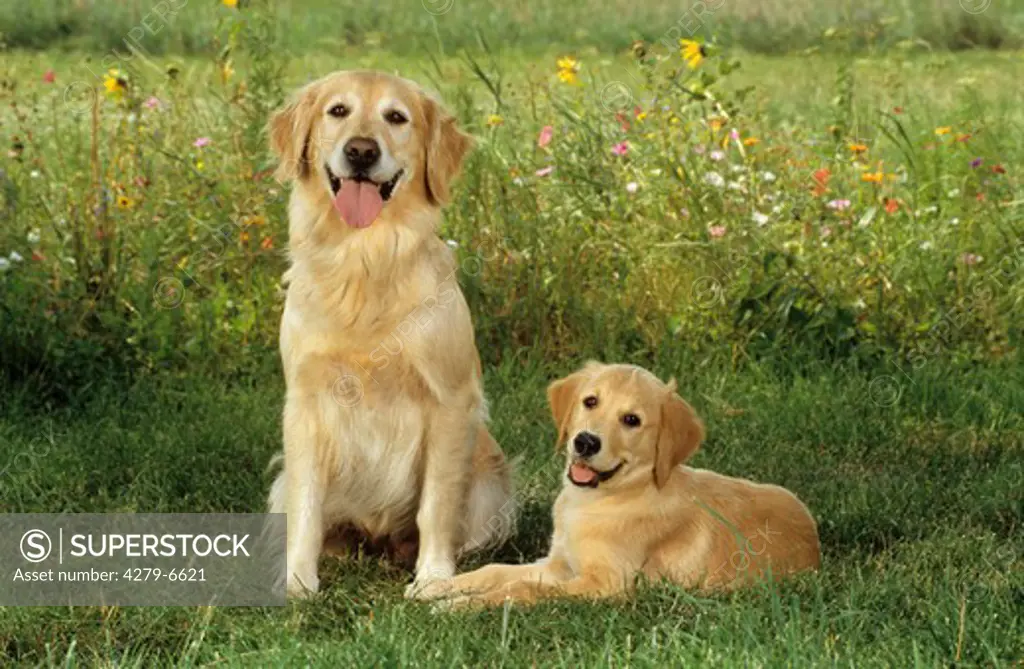 dog with puppy - on meadow