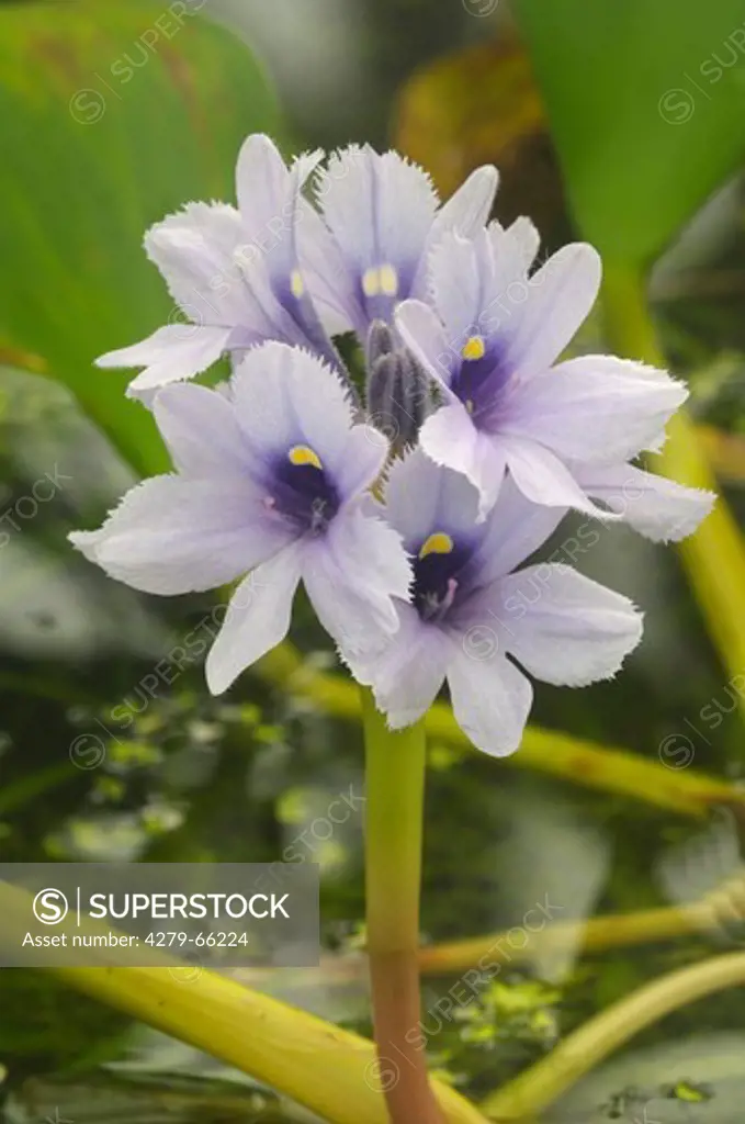 DEU, 2009: Common Water Hyazinth (Eichhornia crassipes), flowering.