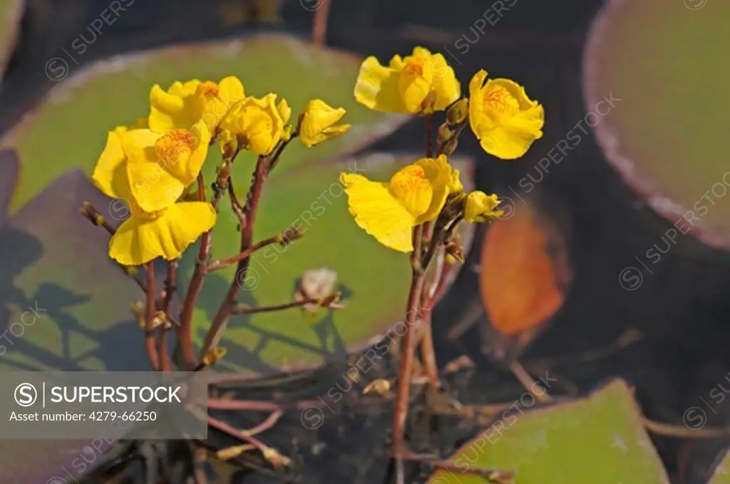 DEU, 2007: Common Bladderwort, Greater Bladderwort (Utricularia vulgaris), flowering.