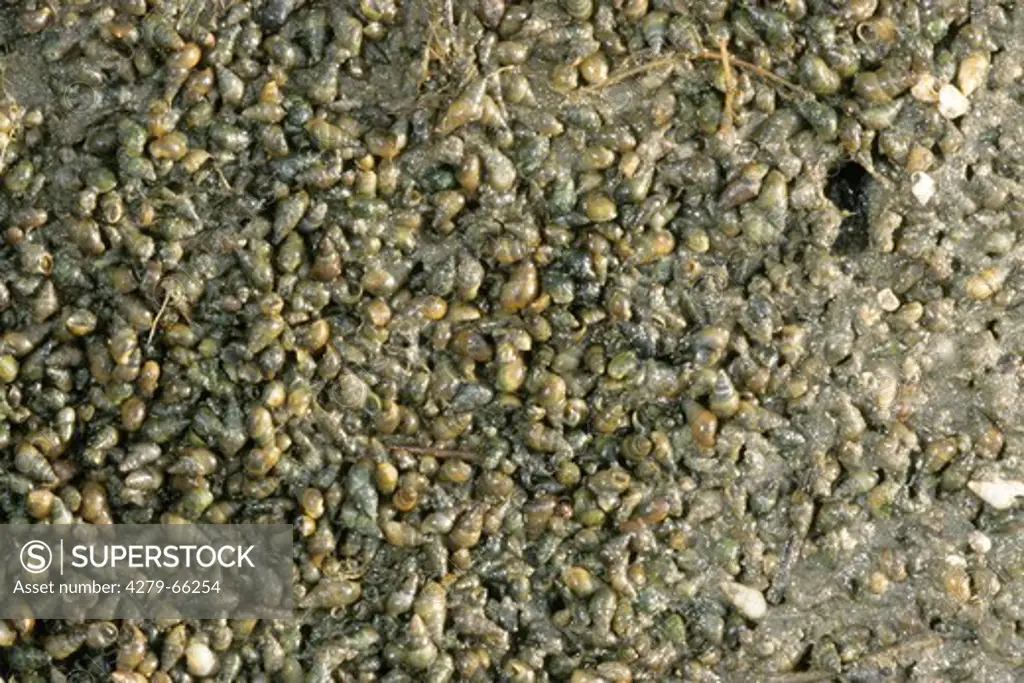 DEU, 2005: Laver Spire Snail, Laver Mud Snail (Hydrobia ulvae) on tidal mud flat.