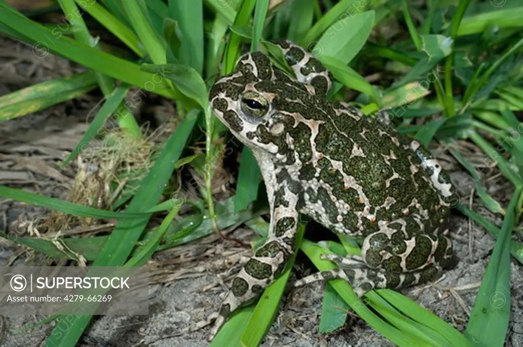 AUT, 2010: European Green Toad (Bufo viridis) on soil near grass.
