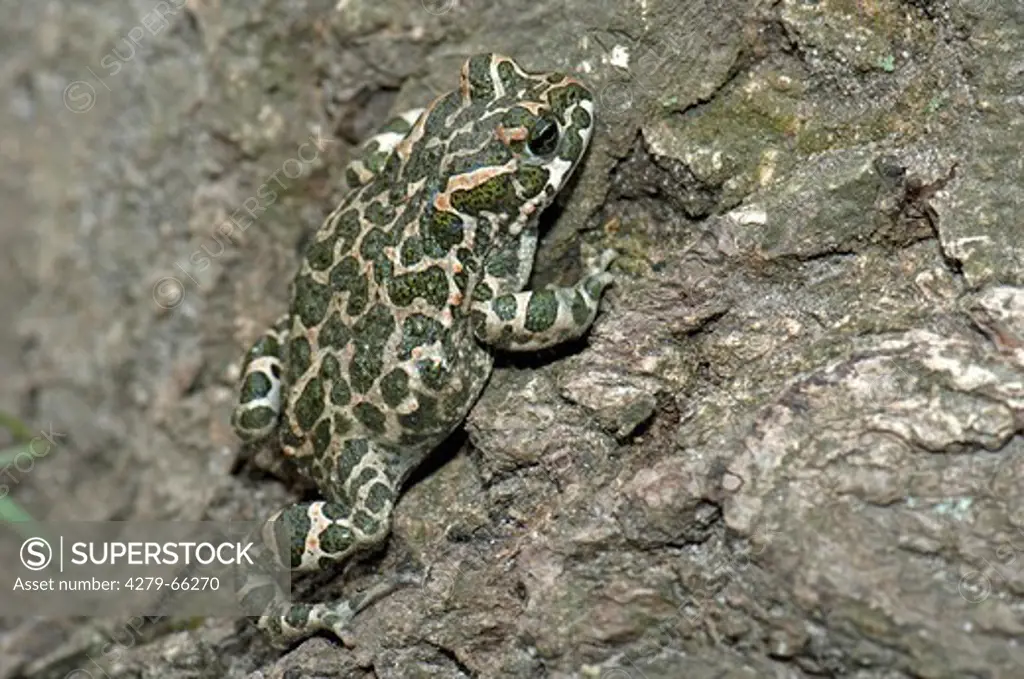 AUT, 2010: European Green Toad (Bufo viridis) climbing on a rock.