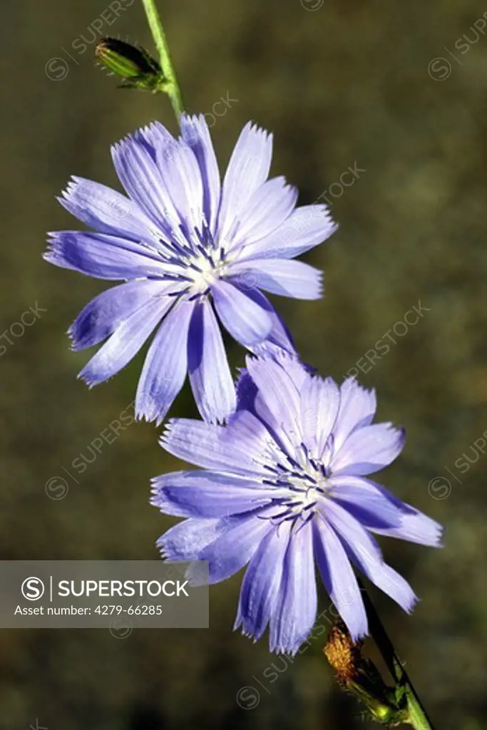 DEU, 2005: Chicory (Cichorium intybus var. intybus), flowering.