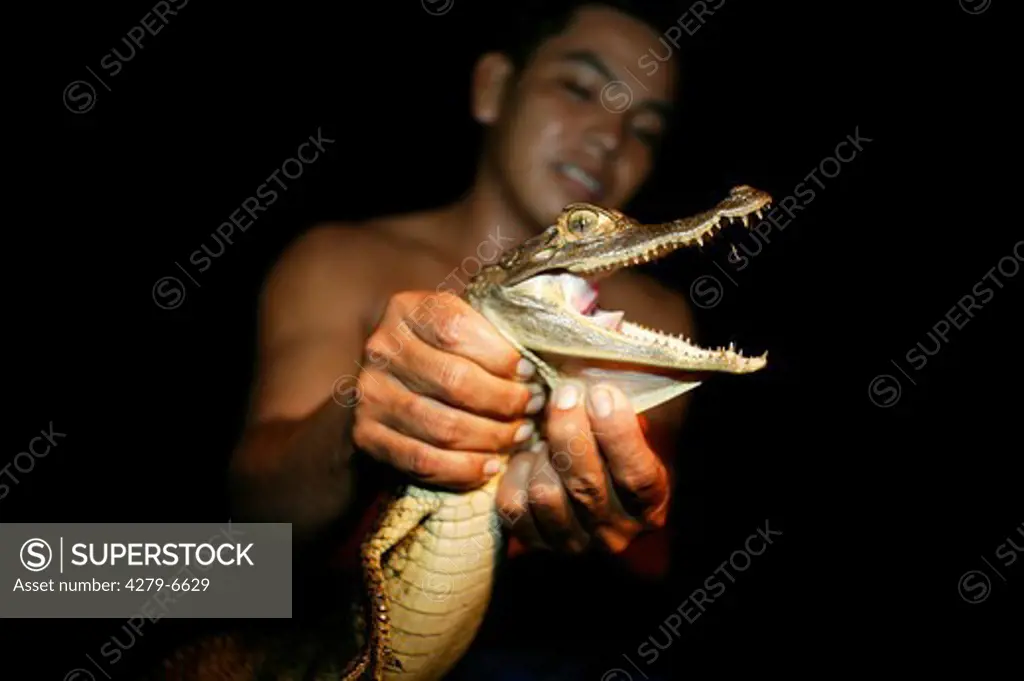 young man holding caiman, Caiman crocodilus