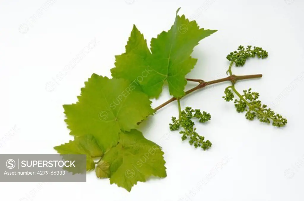 DEU, 2007: Grape vine (Vitis vinifera), twig with leaves and flower buds, studio picture.