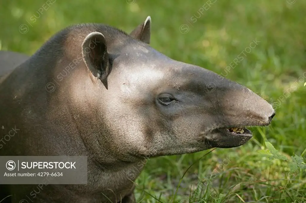 Brazilien tapir, South American tapir - female, Tapirus terrestris