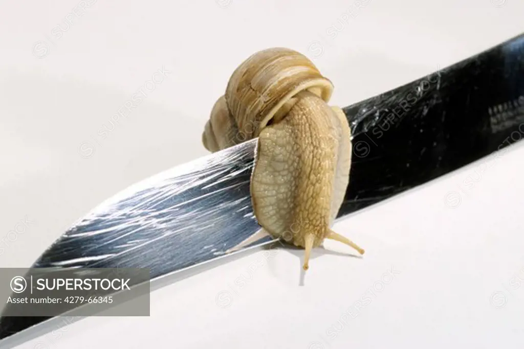 DEU, 2005: Roman Snail, Escargot, Escargot Snail, Edible Snail, Apple Snail, Grapevine Snail, Vienyard Snail, Vine Snail (Helix pomatia), creeping over knife blade, studio picture.