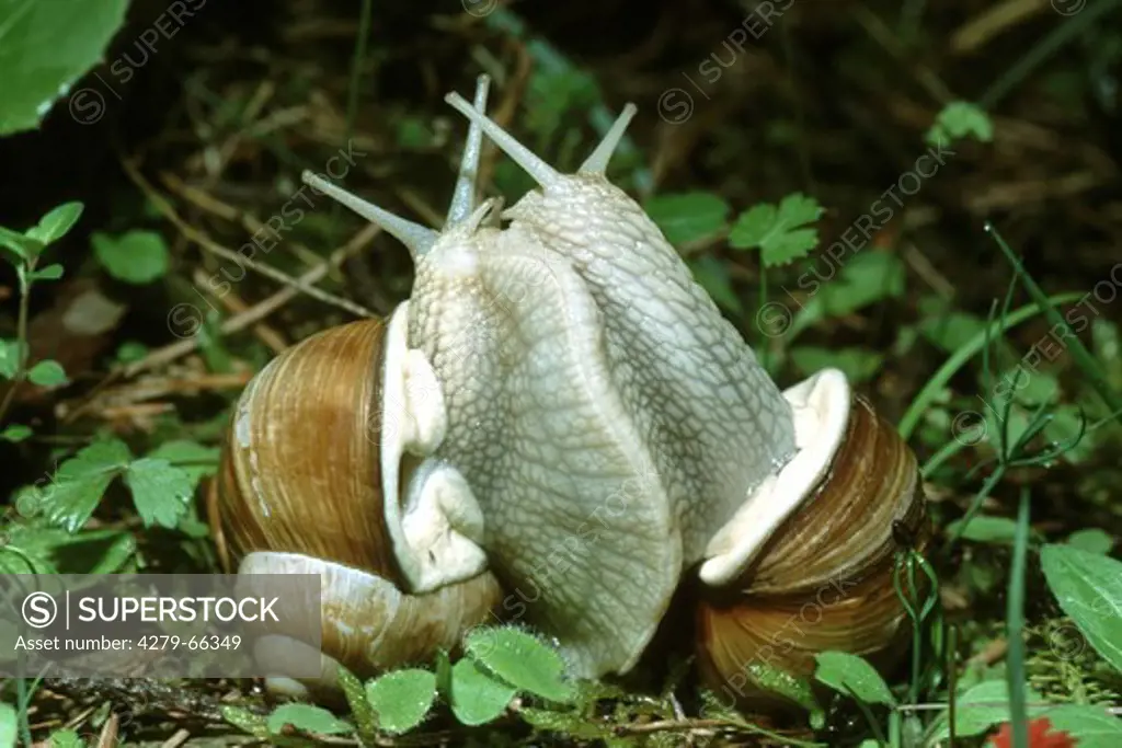 DEU, 2002: Roman Snail, Escargot Snail, Vineyard Snail, Grapevine Snail, Edible Snail (Helix pomatia), mating.