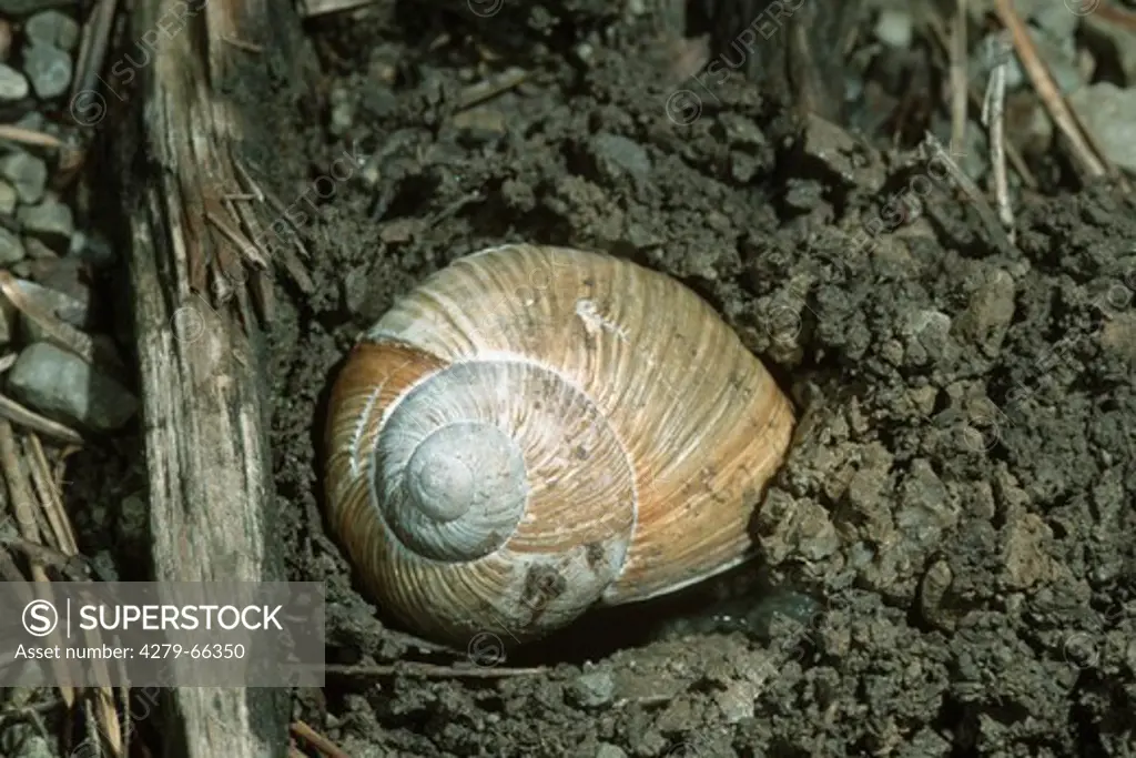 DEU, 2003: Roman Snail, Escargot Snail, Edible Snail, Apple Snail, Grapevine Snail, Vineyard Snail, Vine Snail (Helix pomatia), hibernating.