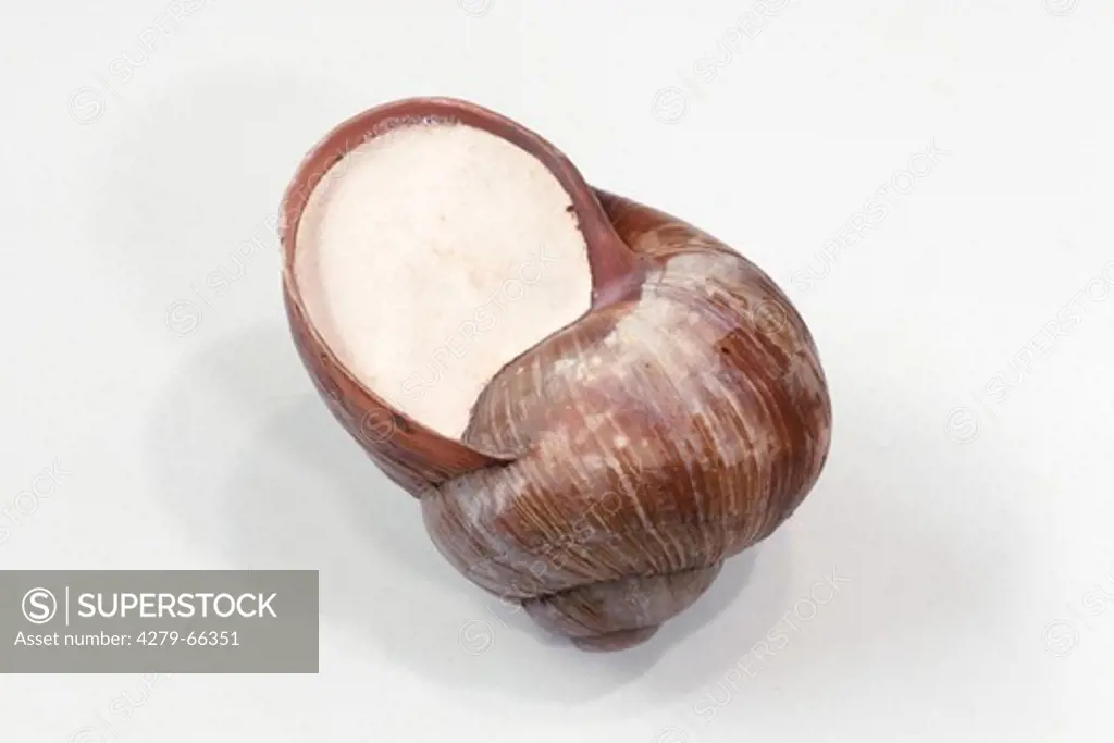 Roman Snail, Escargot Snail, Edible Snail, Apple Snail, Grapevine Snail, Vineyard Snail, Vine Snail (Helix pomatia) in winter, studio picture
