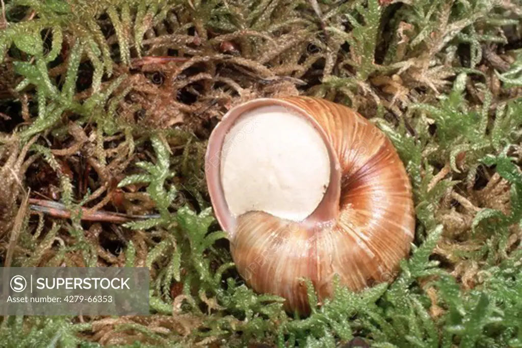 DEU, 2004: Roman Snail, Escargot Snail, Edible Snail, Apple Snail, Grapevine Snail, Vineyard Snail, Vine Snail (Helix pomatia) in winter.