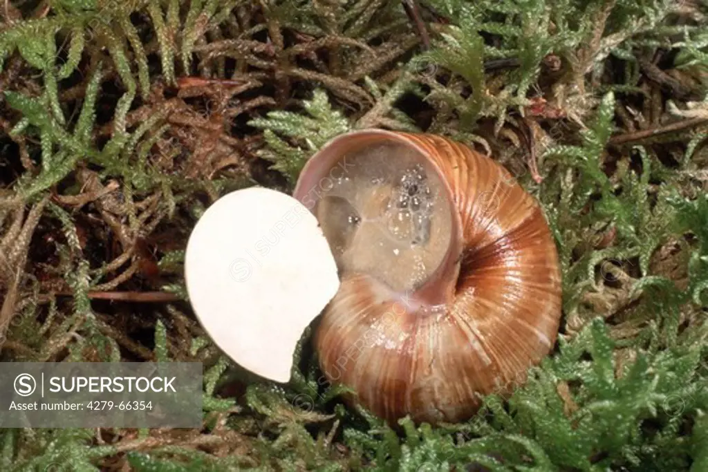 Roman Snail, Escargot Snail, Edible Snail, Apple Snail, Grapevine Snail, Vineyard Snail, Vine Snail (Helix pomatia) after hibernation, opening epiphragm
