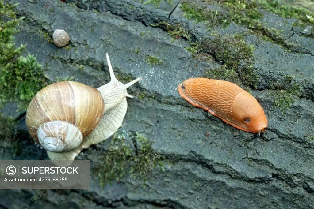 DEU, 2004: Roman Snail, Escargot Snail, Vineyard Snail, Grapevine Snail, Edible Snail (Helix pomatia) and Large Red Slug (Arion ater, Arion rufus) on moss overgrown bark.