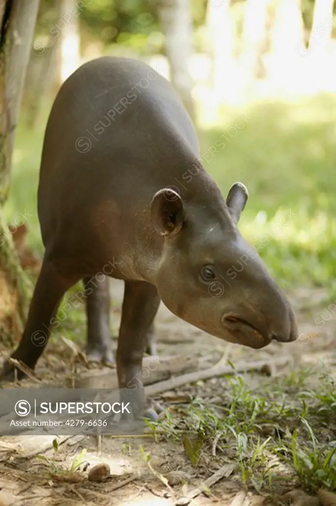 Brazilien tapir, South American tapir - male, Tapirus terrestris