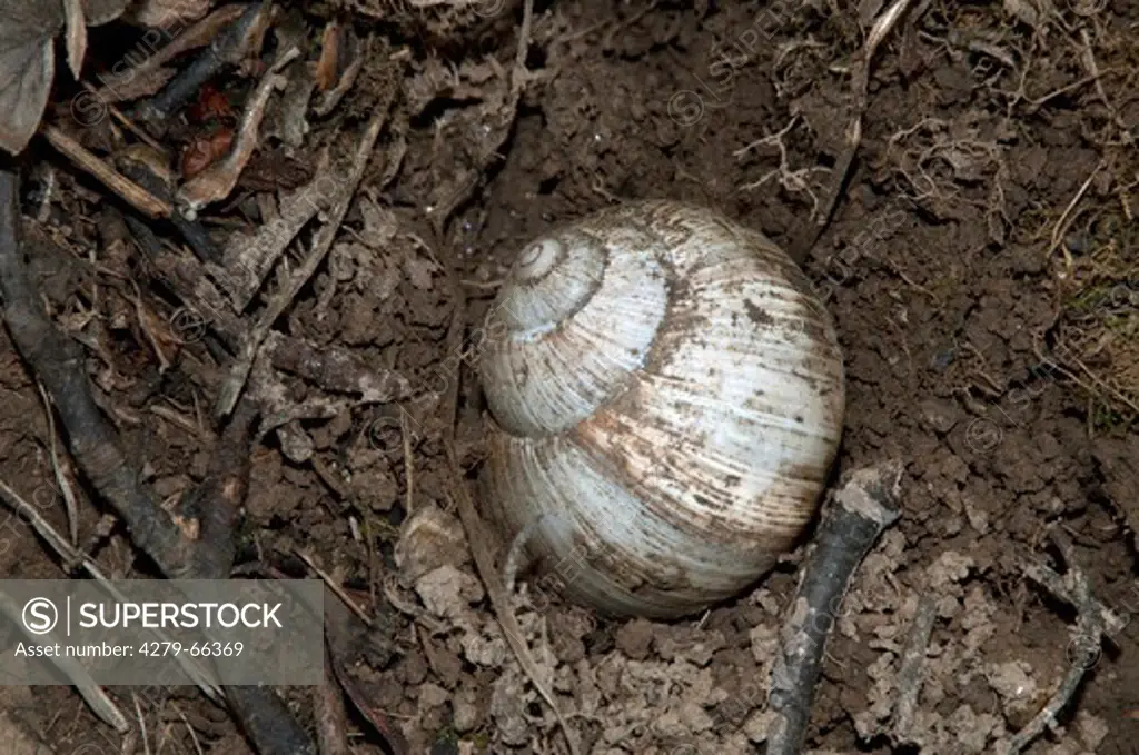 DEU, 2011: Roman Snail, Escargot Snail, Edible Snail (Helix pomatia) digging a hole in order to lay its eggs there.