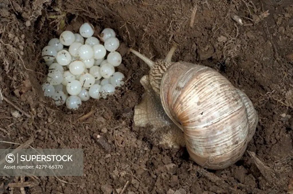 DEU, 2011: Roman Snail, Escargot Snail, Edible Snail (Helix pomatia) closing its nest with soil.