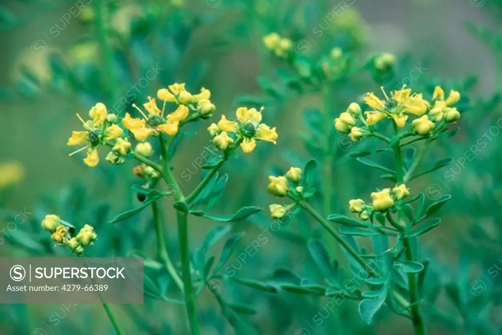 DEU, 2003: Common Rue, Herb of Grace (Ruta graveolens), flowering.