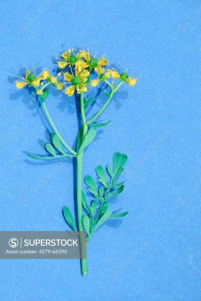 DEU, 2003: Common Rue, Herb of Grace (Ruta graveolens), flowering twig, studio picture.